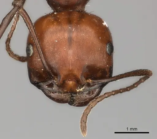 Messor cephalotes specimen CASENT0217869 image casent0217869_2