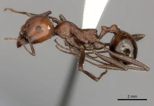 Messor cephalotes specimen CASENT0217869 image casent0217869_3