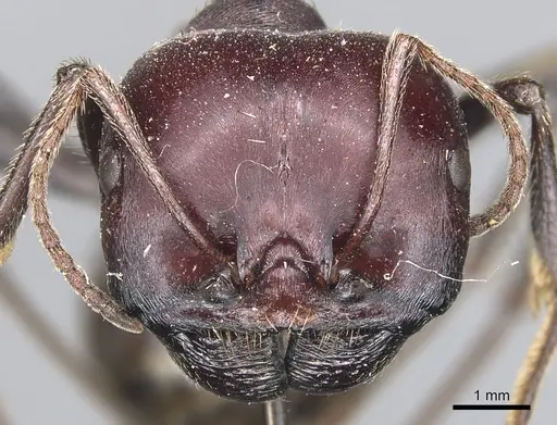 Messor cephalotes specimen CASENT0904140 image casent0904140_2