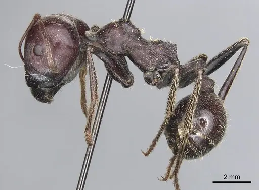 Messor cephalotes specimen CASENT0904140 image casent0904140_3