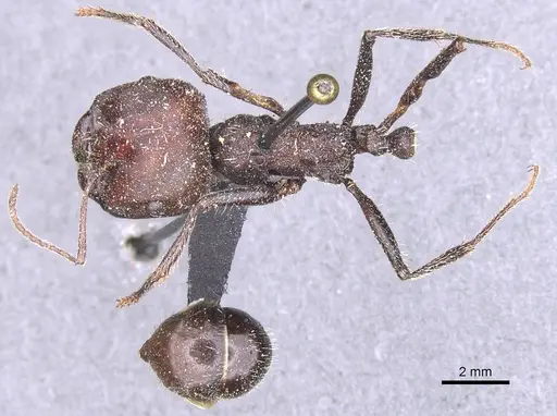 Messor cephalotes specimen CASENT0913170 image casent0913170_1