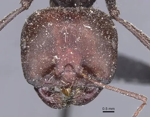 Messor cephalotes specimen CASENT0913170 image casent0913170_2