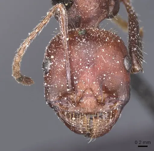 Messor cephalotes specimen CASENT0913171 image casent0913171_3
