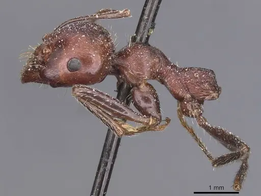 Messor cephalotes specimen CASENT0913171 image casent0913171_4