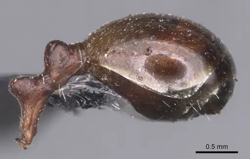 Messor cephalotes specimen CASENT0913171 image casent0913171_5