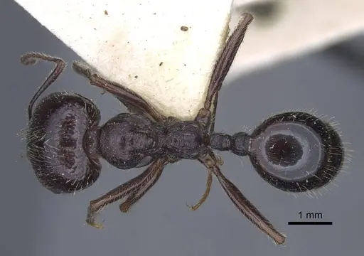 Messor clivorum specimen CASENT0916939 image casent0916939_1