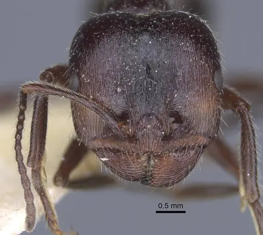 Messor clivorum specimen CASENT0916939 image casent0916939_2