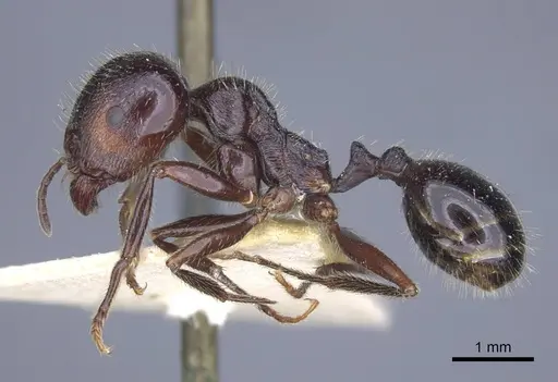 Messor clivorum specimen CASENT0916939 image casent0916939_3