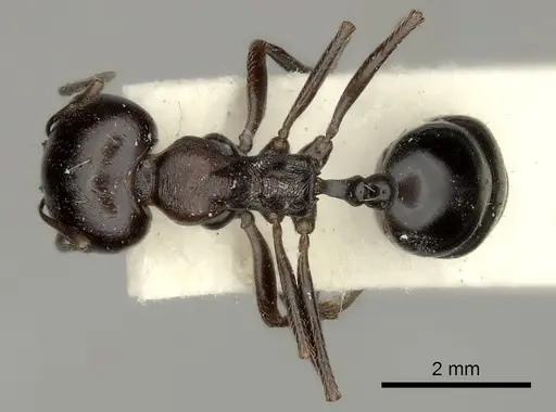 Messor collingwoodi specimen CASENT0217870 image casent0217870_1