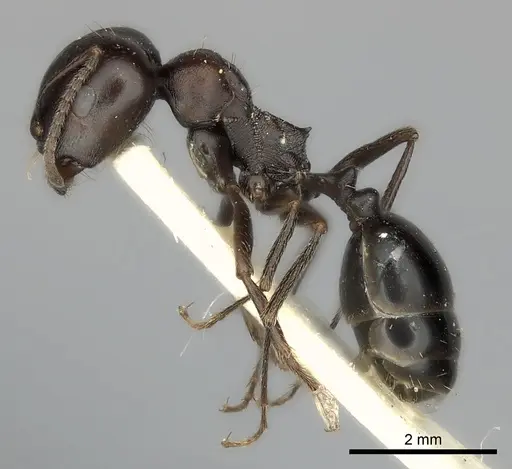 Messor collingwoodi specimen CASENT0217870 image casent0217870_3