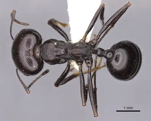 Messor collingwoodi specimen CASENT0900464 image casent0900464_1