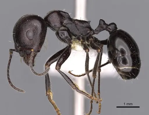 Messor collingwoodi specimen CASENT0900464 image casent0900464_3
