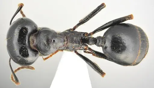 Messor concolor specimen CASENT0872776 image casent0872776_1
