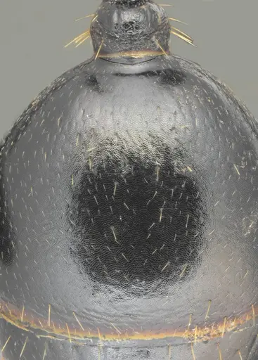 Messor concolor specimen CASENT0872776 image casent0872776_2