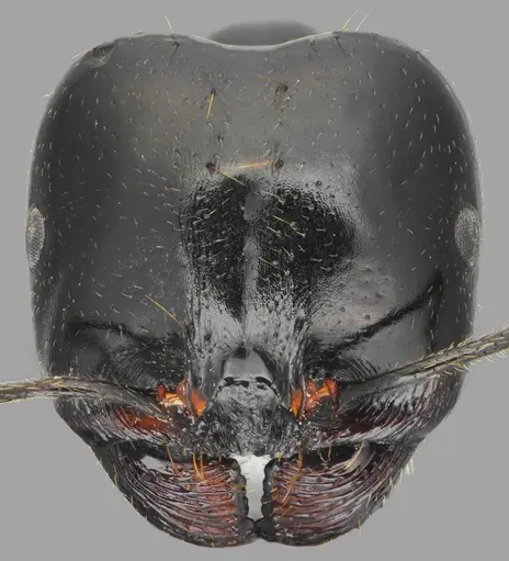 Messor concolor specimen CASENT0872776 image casent0872776_3