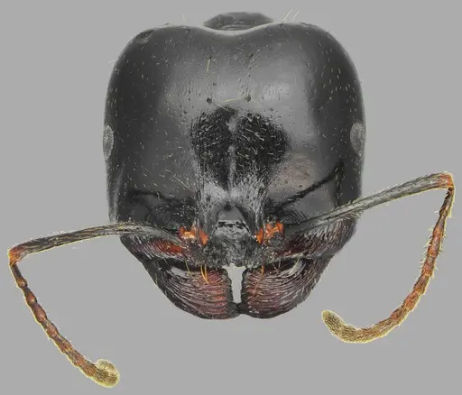 Messor concolor specimen CASENT0872776 image casent0872776_4