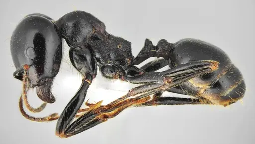Messor concolor specimen CASENT0872776 image casent0872776_5