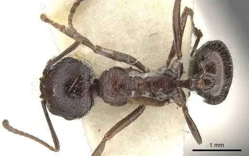 Messor crawleyi specimen CASENT0901473 image casent0901473_1