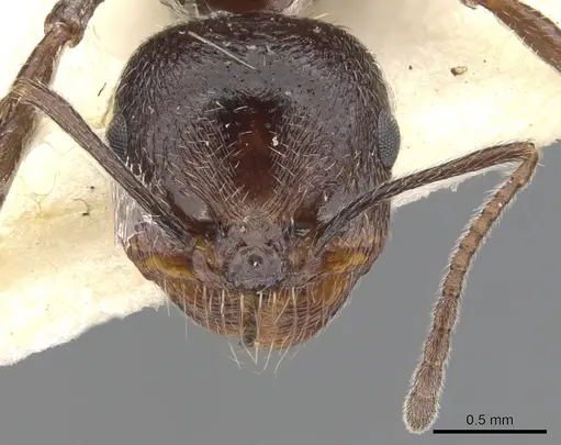Messor crawleyi specimen CASENT0901473 image casent0901473_2