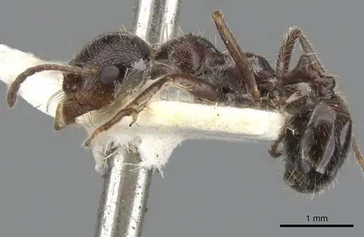 Messor crawleyi specimen CASENT0901473 image casent0901473_3