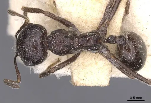 Messor crawleyi specimen CASENT0913216 image casent0913216_1
