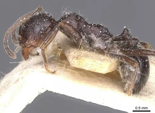 Messor crawleyi specimen CASENT0913216 image casent0913216_3