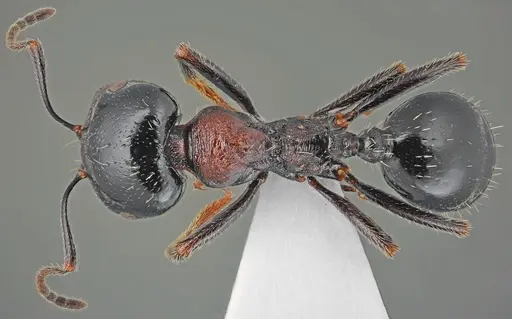 Messor creticus specimen CASENT0872259 image casent0872259_1