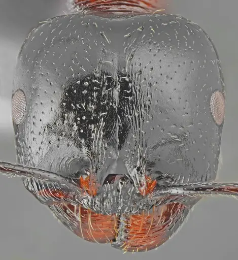 Messor creticus specimen CASENT0872259 image casent0872259_2