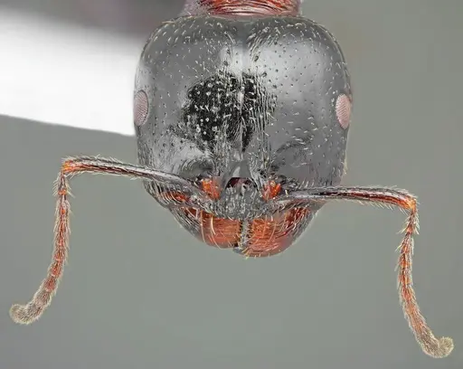 Messor creticus specimen CASENT0872259 image casent0872259_3