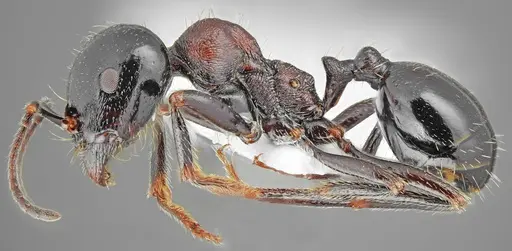 Messor creticus specimen CASENT0872259 image casent0872259_4