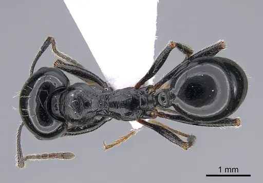 Messor danaes specimen CASENT0923720 image casent0923720_1