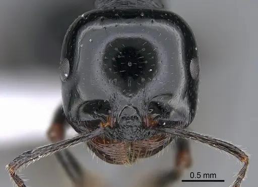 Messor danaes specimen CASENT0923720 image casent0923720_2