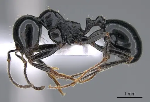 Messor danaes specimen CASENT0923720 image casent0923720_3