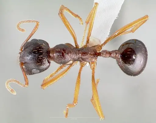 Messor decipiens specimen CASENT0005906 image casent0005906_1