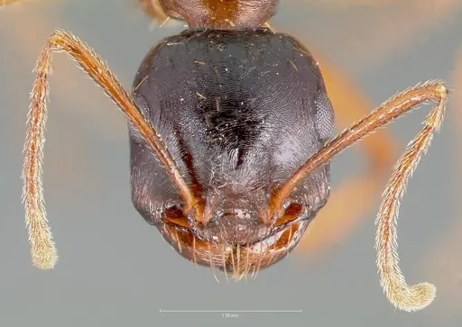 Messor decipiens specimen CASENT0005906 image casent0005906_2