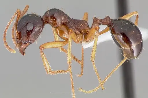 Messor decipiens specimen CASENT0005906 image casent0005906_3