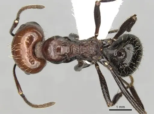 Messor decipiens specimen CASENT0281588 image casent0281588_1