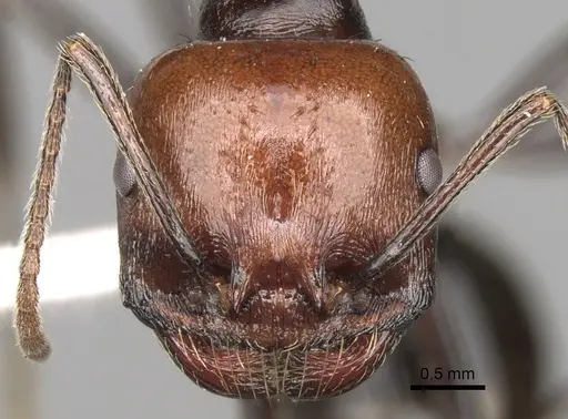 Messor decipiens specimen CASENT0281588 image casent0281588_2