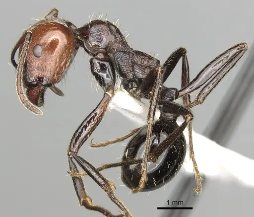 Messor decipiens specimen CASENT0281588 image casent0281588_3