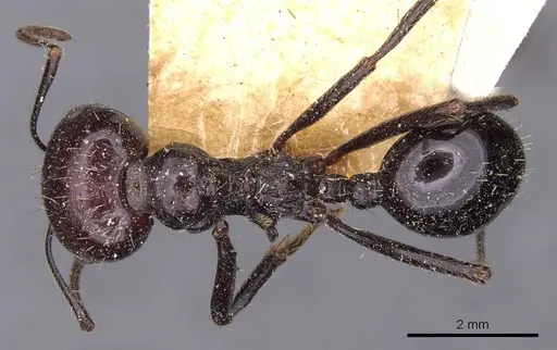 Messor decipiens specimen CASENT0907714 image casent0907714_1