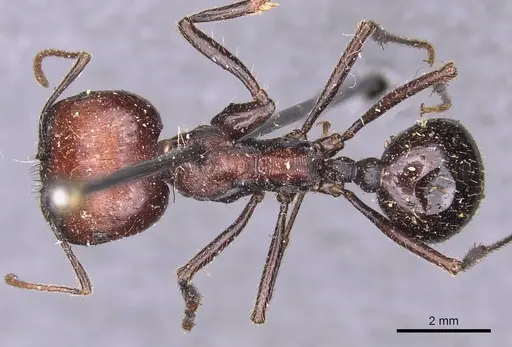 Messor decipiens specimen CASENT0907716 image casent0907716_1