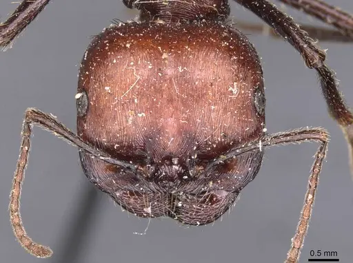 Messor decipiens specimen CASENT0907716 image casent0907716_2