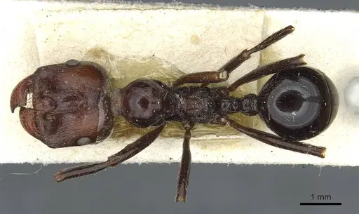 Messor decipiens specimen CASENT0913175 image casent0913175_1
