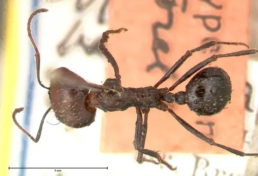 Messor decipiens specimen FOCOL0626 image focol0626_1