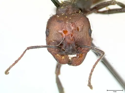 Messor decipiens specimen FOCOL0626 image focol0626_2