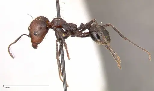 Messor decipiens specimen FOCOL0626 image focol0626_3