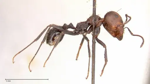 Messor decipiens specimen FOCOL0626 image focol0626_4