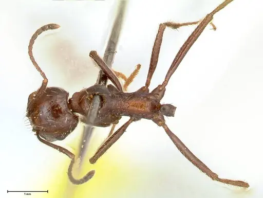 Messor decipiens specimen FOCOL0627 image focol0627_1