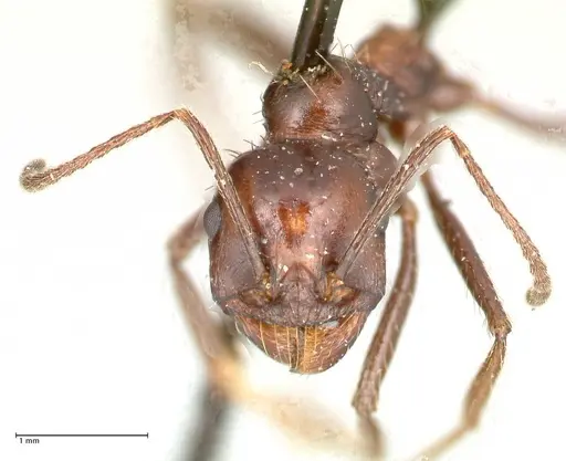 Messor decipiens specimen FOCOL0627 image focol0627_2