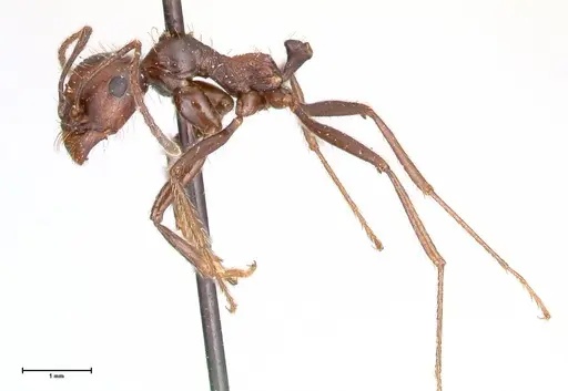 Messor decipiens specimen FOCOL0627 image focol0627_3